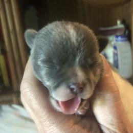 Lindsey Buckingham(now - Blue and white male Chihuahua puppy in Amelia, Virginia from Pannell’s Precious Pups