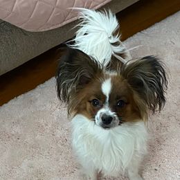 Peachie - Papillon