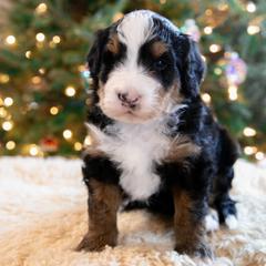 Rocky - male Australian Mountain Doodle puppy in Lafayette, Missouri from Brick House Farm Doodles
