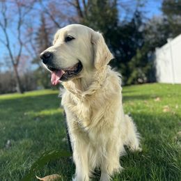Kira - Golden Retriever
