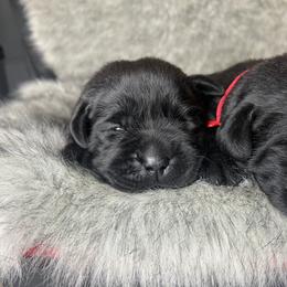 Berk - Black female Labrador Retriever puppy in Texas from Raley Retrievers