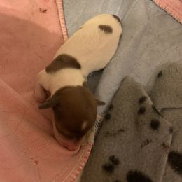 Dachshund Puppies from Shelly Jo’s Dachshunds