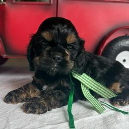 Boy 1 - Black and tan male Cocker Spaniel puppy in Spanish Fork, Utah from Britts.Darling.Doodles