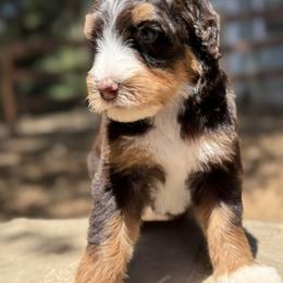 Java - Tri-color female Bernedoodle puppy in Temecula, California from Country Hills Doodles