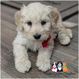 Lennox - Apple Creek Doodles - Since 2004. - Cream male Goldendoodle puppy in Jeddo, Michigan from Apple Creek Doodles
