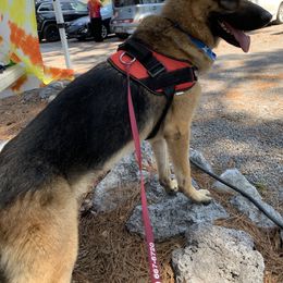 German Shepherd All Grown Up from Angel Oak German Shepherds