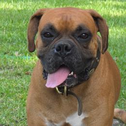 Mister - Boxer