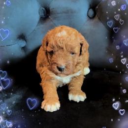 Espresso - Red  male Poodle puppy in Kissimmee, Florida from Poodle Doodle Kennels