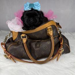 Dallas - Black female Shih Tzu puppy in Columbia, Kentucky from Lisa Bandy Luxe Shih Tzu