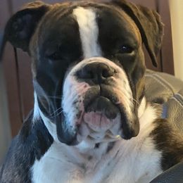Boxer All Grown Up from Fitzgerald’s Boxers