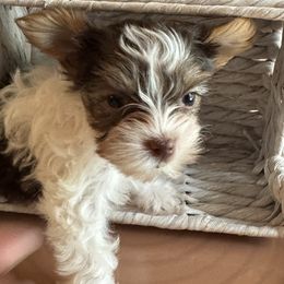 Coco - Parti female Yorkshire Terrier puppy in Hudson, Florida from MCM Acres