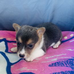 Girl 5 - Blue female Pembroke Welsh Corgi puppy in Oklahoma from DRB Australian Shepherds
