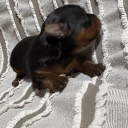 Dasher - Black and gold male Yorkshire Terrier puppy in Citrus Springs, Florida from Lulus toy poodles