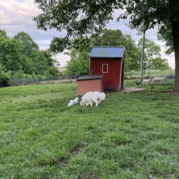 Border Collie and Maremma Sheepdog Puppies from 2J 2K Border Collies & Maremma Sheepdogs