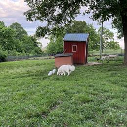 Border Collie and Maremma Sheepdog Puppies from 2J 2K Border Collies & Maremma Sheepdogs