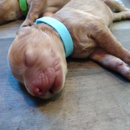 Labradoodle Puppies from Sakura Pups