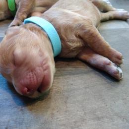 Labradoodle Puppies from Sakura Pups