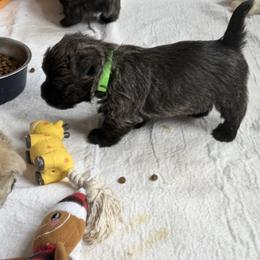 Boy 8 - male Cairn Terrier puppy in Terrebonne, Oregon from Central Oregon Cairn Terriers