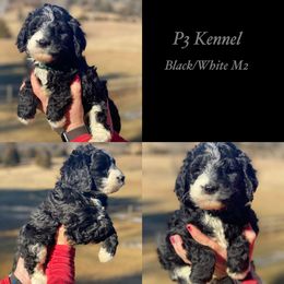 Aussiedoodles, Bernedoodles, Miniature Australian Shepherds, and Toy Australian Shepherds from P3 Kennel