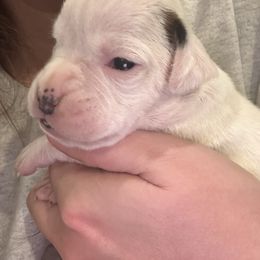 Female 2 - White female Boxer puppy in Charleston, Arkansas from Guardian Kennels