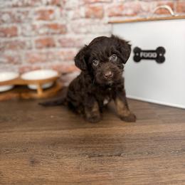 Colby - Red tri-color male Aussiedoodle puppy in Sweetwater, Florida from Sandy Snout Doodles