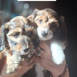 Dachshund Puppies from A&R Dachshund