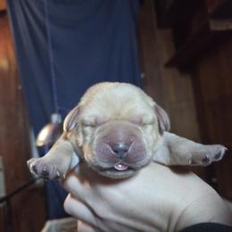 Purple Female - Yellow female Labrador Retriever puppy in Andrews, South Carolina from Leyland Cypress Retrievers