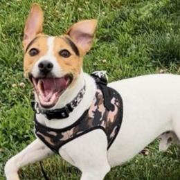 Parson Russell Terriers from Jumping Jack's Russell Terriers