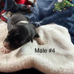 Black tri 4 - Black tri-color male Australian Shepherd puppy in Loganville, Georgia from Howell Aussies