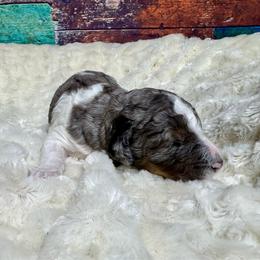 Tri parti merle - Blue merle female Bernedoodle puppy in Blue Springs, Missouri from Jeanie’s Doodles