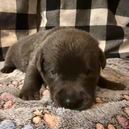 Blue - Charcoal male Dilute Retriever puppy in Marion, Illinois from Summer Lovin’ Labradors of Southern Illinois