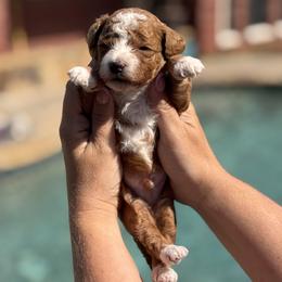 Toy Red Abstract Goldendoodle Puppy 8 lbs full grown - Red  male Goldendoodle puppy in Kaufman, Texas from Teddy Doods: Goldendoodles & Poodles