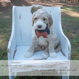 Jasper brown collar - Cream male Goldendoodle puppy in Lexington, North Carolina from Deborah’s Doodles