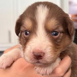 Daisy - Red tri-color female Australian Shepherd puppy in Hemet, California from Perfect Companion Aussie's