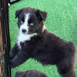 Ranger - Black & white male Miniature Australian Shepherd puppy in Lowgap, North Carolina from Ramblin’ Rose Mini's