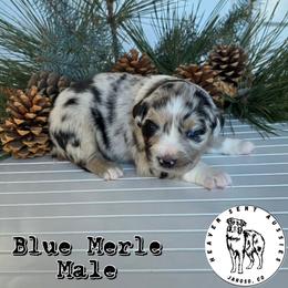 Guy - Blue merle male Miniature Australian Shepherd puppy in Jaroso, Colorado from Heaven Sent Aussies