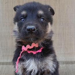 Pink Girl - Black and tan female German Shepherd puppy in La Pine, Oregon from Granville/Diamond Peak German Shepherds