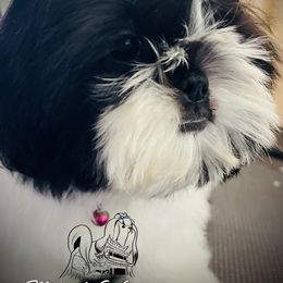 Nikki - Black and white female Shih Tzu puppy in Paso Robles, California from Encanto Shih Tzus (formerly known by Madrigal Tzus) by Darlene Madrigal