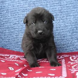 Boy 3 - Black male German Shepherd puppy in Republic, Washington from Von Zobel Haus Kennels