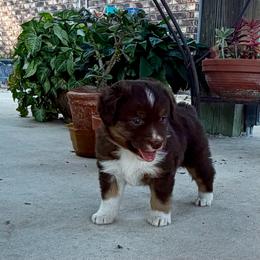 Finn - Red tri male Miniature Australian Shepherd puppy in Silver Creek, Mississippi from E4 Farm Mini Aussie’s