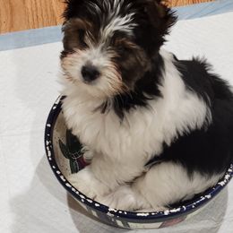 Biewer Terrier Puppies from ShadysAcre Biewers