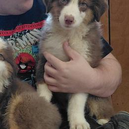 Kole - Red tri-color male Australian Shepherd puppy in Elk Creek, Missouri from Hearts on Fire Australian Shepherds