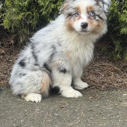 BMF1 - Blue merle female Australian Shepherd puppy in Chehalis, Washington from Wandering Acres Ranch