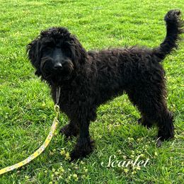 Australian Labradoodle puppies from Sandcastle Labradoodles