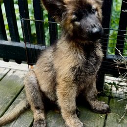 Shiloh Shepherd Puppies from Smokeshow Shilohs and Shepherds