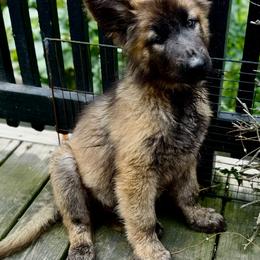Shiloh Shepherd Puppies from Smokeshow Shilohs and Shepherds