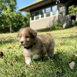 Aussiedoodle Puppies from Doodle Duo