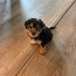 Bentley - Black and tan male Yorkshire Terrier puppy in Beulaville, North Carolina from Sunset Ranch