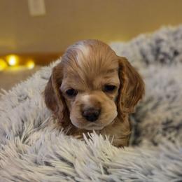 Norrington (Nort) - Black and white male Cocker Spaniel puppy in Marshfield, Wisconsin from Gingerale Cockers and Cockapoos