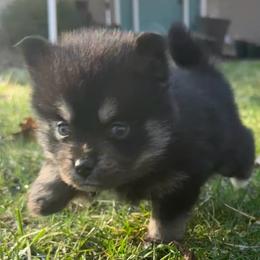 Mark - Black male Pomsky puppy in Scandinavia, Wisconsin from Bonnie’s Little Fluffys